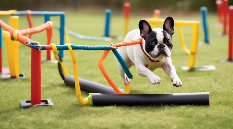 french bulldog agility training