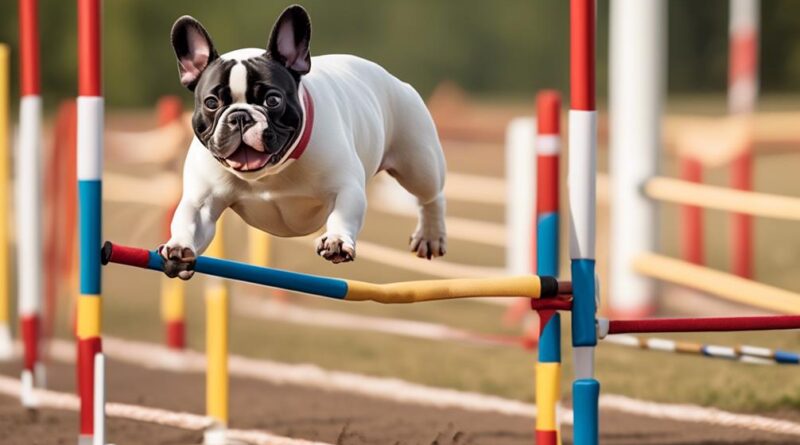 french bulldog agility training