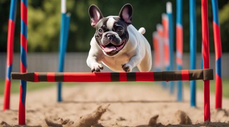 french bulldog agility training