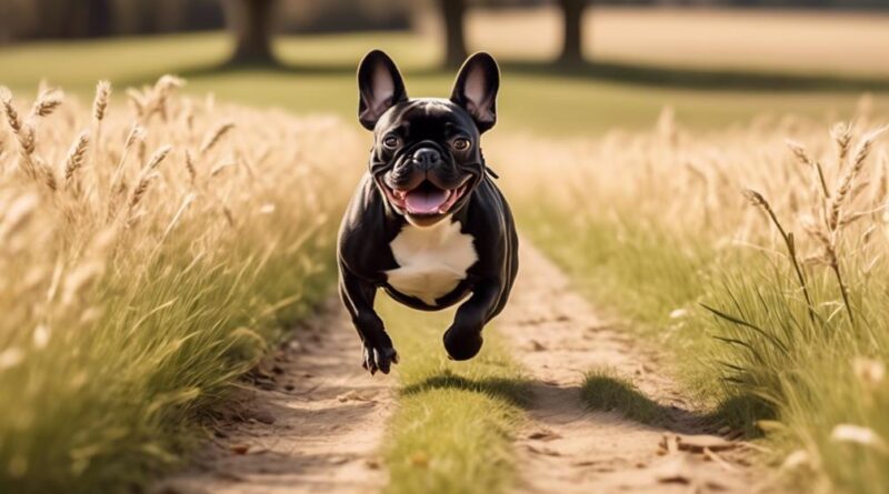 french bulldog recall training