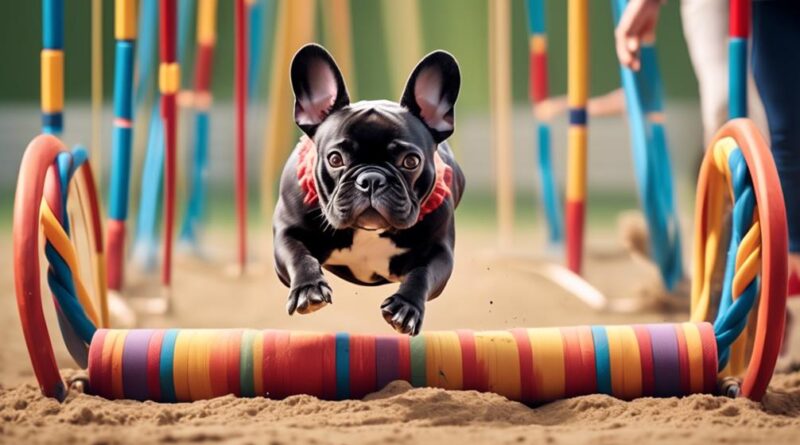 importance of french bulldog agility training