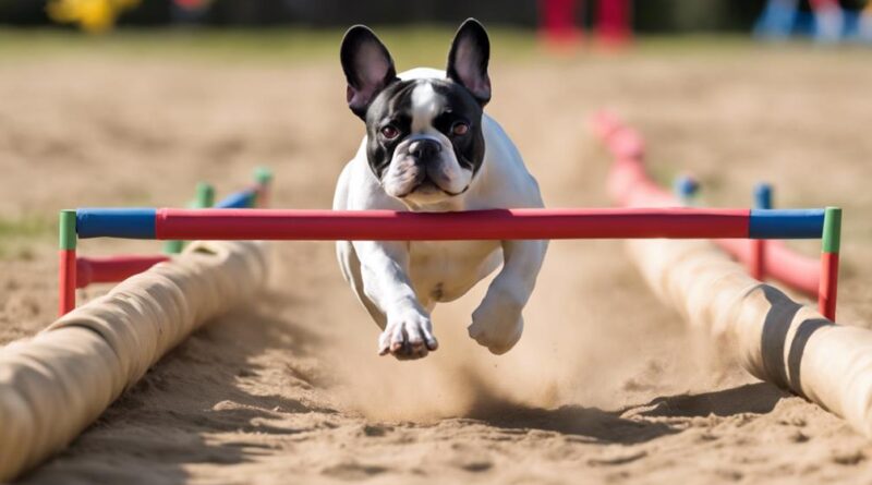 agility training for french bulldogs