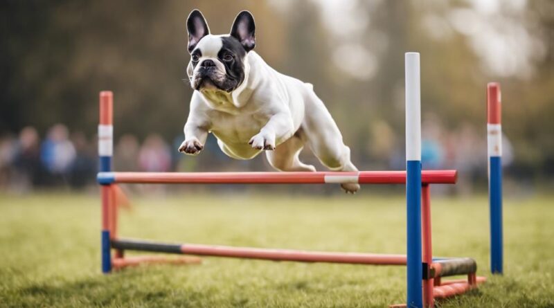 agility training for frenchies