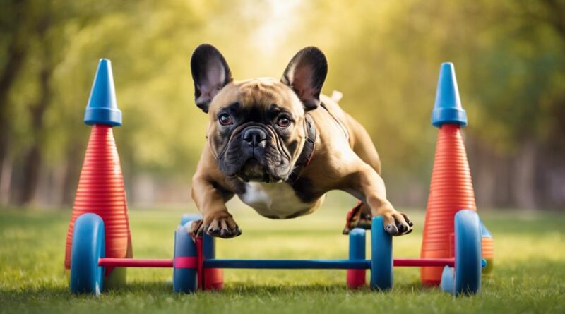 french bulldog outdoor exercise